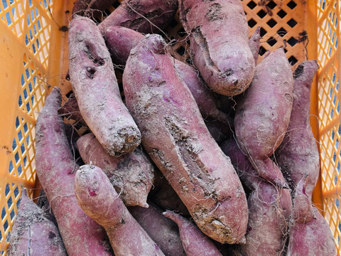 訳あり　小〜大ｻｲｽﾞふくむらさき　5kg 農薬、化学肥料不使用