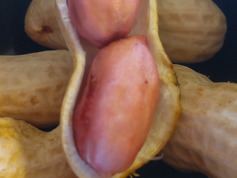 色付きゆで用落花生「はついろ」宅急便コンパクトいっぱい