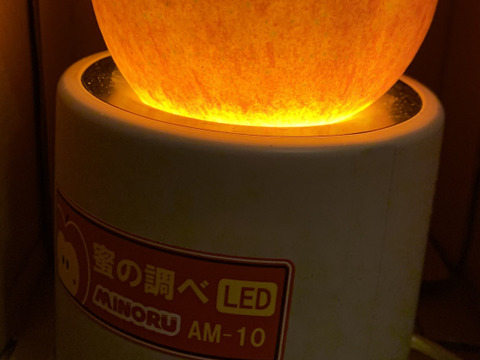 シャキッとジューシー ！長野県 飯綱町 産　蜜入り サンふじ りんご 特価！ 贈答用 ６玉