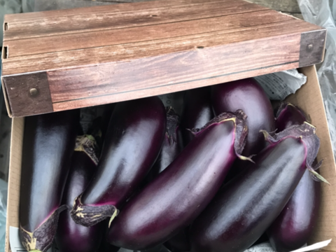 たっぷり召し上がれ🍆お多福野菜🍆千両茄子🍆規格外約1.5kg
