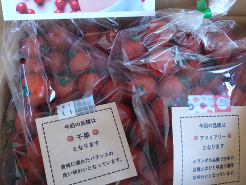 ミニトマトで笑顔を　完熟ミニトマト 1.5kg【千葉県旭市産】【トマト食べ比べ】