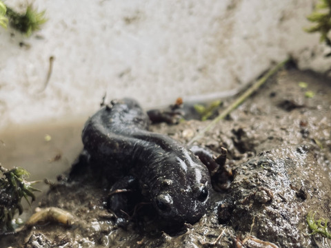 年末セール☃️きてらのコシヒカリ🌟島根県・山のお米！弥栄-玄米30kg-農薬不使用-隠れた名産地‼︎‼︎
