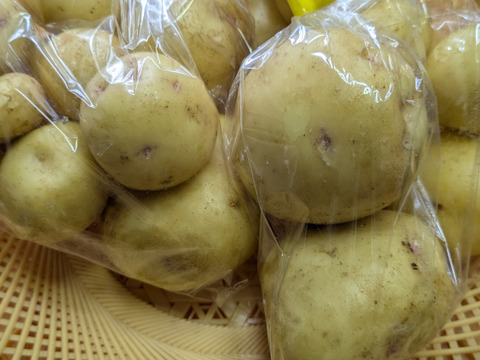 令和７年度香川県産新じゃがいも　キタアカリ