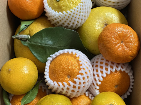 【柑橘食べ比べ】初春のうれしい柑橘５種セット　正味4.0㎏