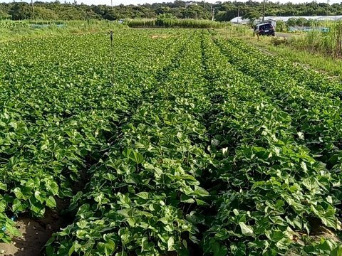 干し芋。端っこ(紅はるか)170g入りx4袋セット。(ネコポス発送)