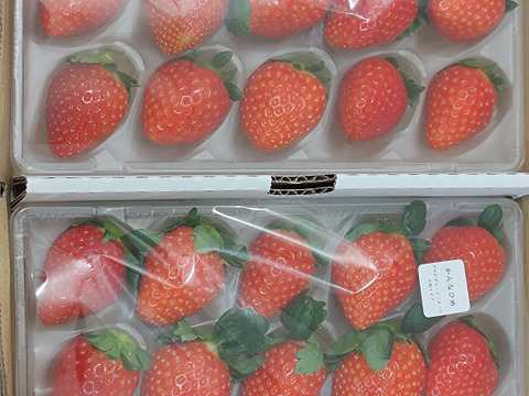 甘くて酸味が少ない！かんなひめ2P　お得なご家庭用！　230g×2p