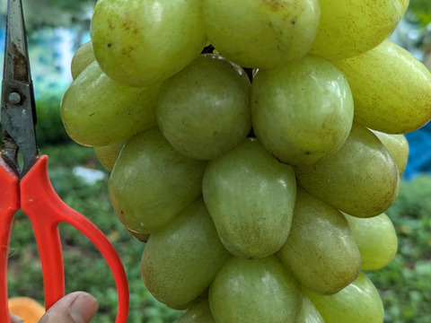 超希少品種 【家庭用】天山 2-3房