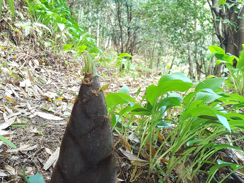 2025年予約受付中【高評価！お得！約5kg糠付き！】高知県産タケノコ～おまかせサイズ(数量限定)