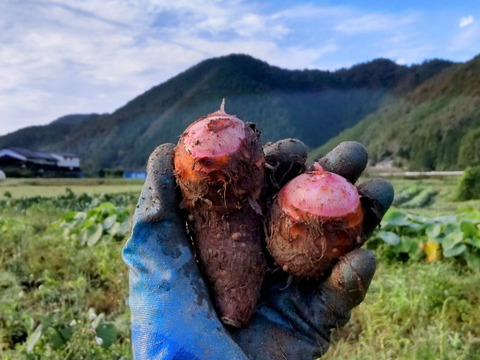 ホクホク美味しい  赤芽芋！3kg