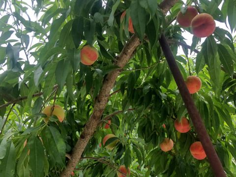 【夏ギフト】べにみなみ３ｋｇ 糖度18°前後。 硬くて超甘い高糖度な桃、約3ｋｇ
