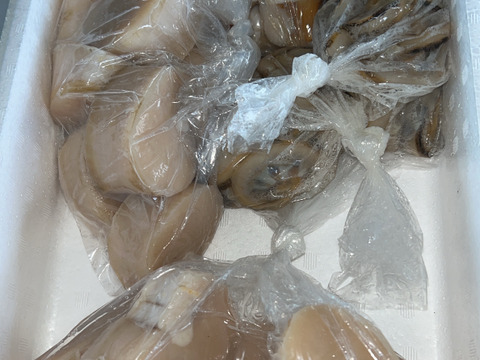 日間賀島産【天然 平貝（タイラギ）】
春が旬，貝柱，貝紐，玉｜刺身用・寿司ネタ・高級貝・産地直送|下処理済発送‼︎4枚