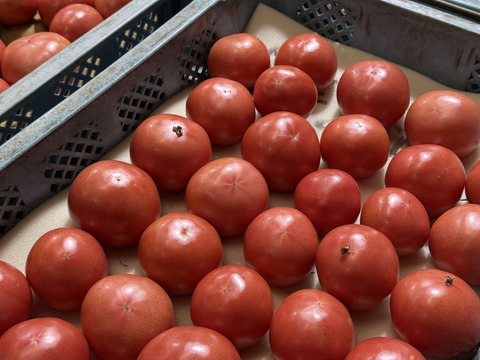 美味さの秘訣は【土耕栽培】にあり！　まーくんトマト　秀優品　八百結び農法　大玉トマト