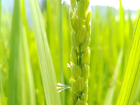 柔らかい好き集まれ！　【令和6年産】魚沼産ミルキークイーン　精米5Kg