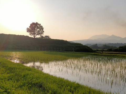 ササニシキ・玄米2kg★特別天然記念物が住む川の水で育った高原のお米