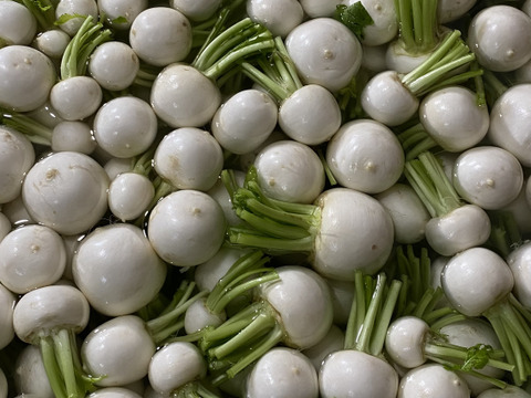 みずみずしい歌舞楽(カブラ)