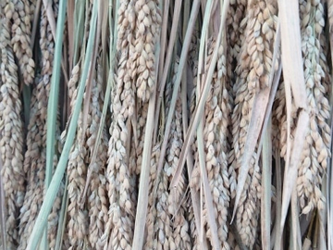 自然栽培米 【 ハッピーヒル】 (玄米５kg)　令和4年度産／農薬・肥料不使用・はざかけ天日干し