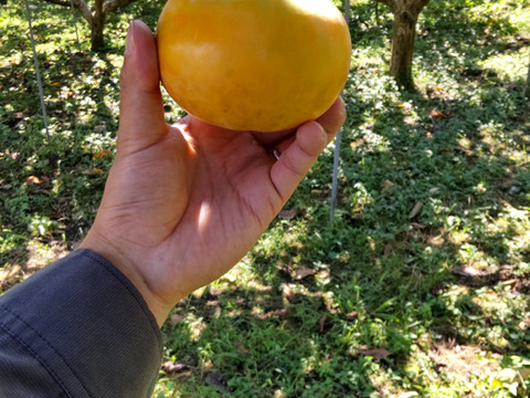 しっとりした甘み 新鮮な秋の味覚！新秋柿(12個;3.2kg)