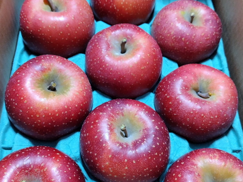 2025年度予約始めます🙇このりんご絶対食べて欲しい‼️甘くて芳醇な香り🍎千雪りんご3キロ