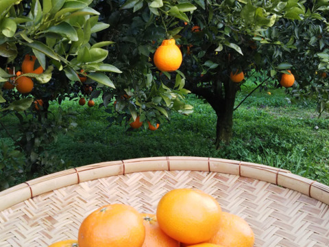 2箱のみ　お弁当のお供に　つぶらな甘平　４キロ