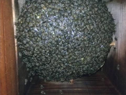 🍯希少品🍯　日本蜜蜂　発酵ハチミツ『酵母の里』