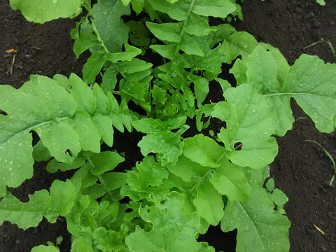 ニンニク入り🧄🧄🧄【数量限定❗❗】子供に食べさせたい（５品目～７品目）😋🍚ばぁばのモノスゴイ野菜🍅🍆🌽✨✨✨