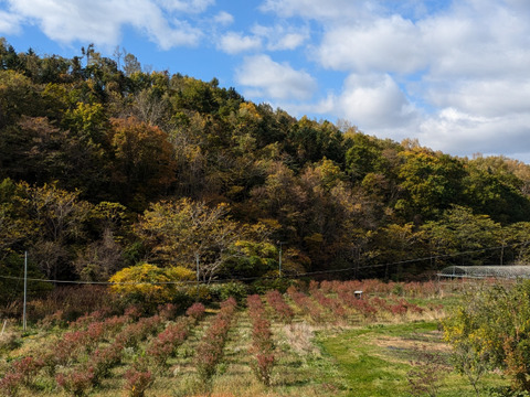 令和7年収穫　北海道産ブルーベリー　【冷凍1kg】