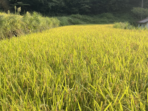 年末セール☃️きてらのコシヒカリ🌟島根県・山のお米！弥栄-玄米30kg-農薬不使用-隠れた名産地‼︎‼︎
