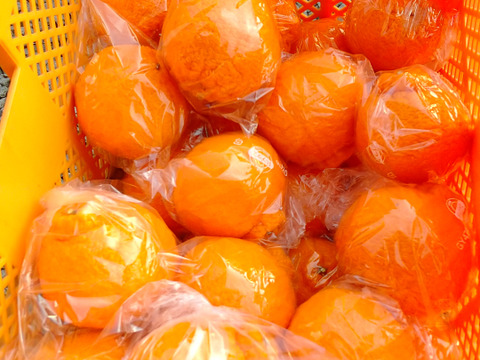 香川県産　不知火