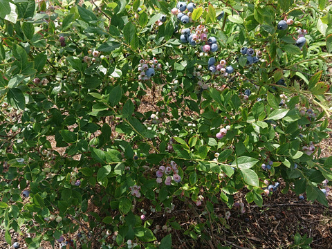 【今が旬♪】採れたて新鮮な完熟した甘酸っぱい生のブルーベリー1㎏！化粧箱入り(500g×2パック)