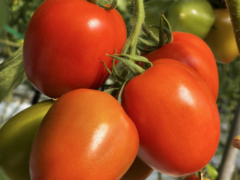 まとめ買いで送料がお得！煮込み料理を格上げ！加熱調理用イタリアントマト「ボンジョールノ」