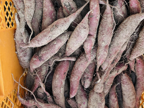 ふくむらさき　小〜中芋　5kg 栽培期間中農薬不使用