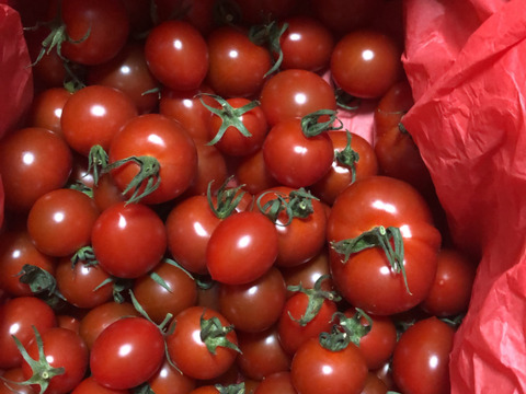 フルーツミニトマト あぽろん お任せいろいろ 1kg　【トマト食べ比べ】