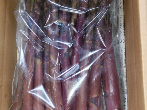 最旬ダウン 紫アスパラガス A等級 500g：新潟県産のその他アスパラガス 野菜