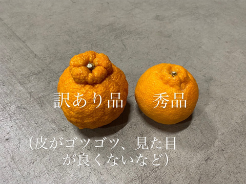 【予約特価】（家庭用）肥の豊　4キロ