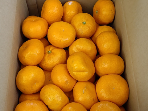 『青島』5㎏ Lサイズ（１㎏あたり8-9個）温州みかん 湯河原産