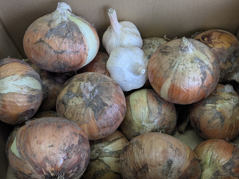 玉ねぎ（15個:約3kg）＋ニンニク2個　農薬・肥料・除草剤は使用していません。