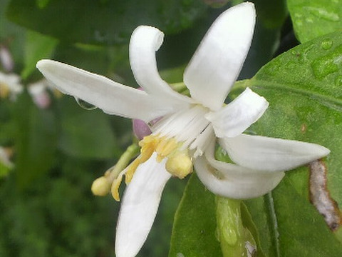 レモン  ベルガモットあわせて１.８ｋｇ入り 【柑橘食べ比べ】