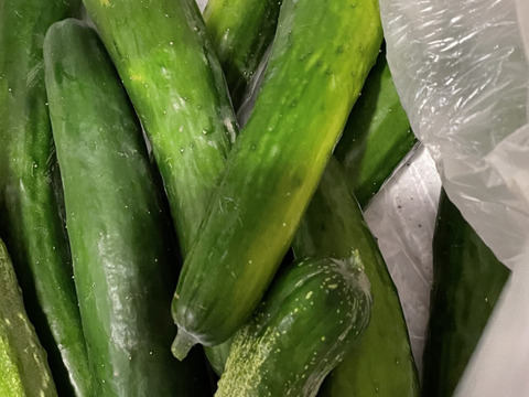 カリッ『やみつききゅうり』2 kg！！【夏限定販売】農薬不使用！