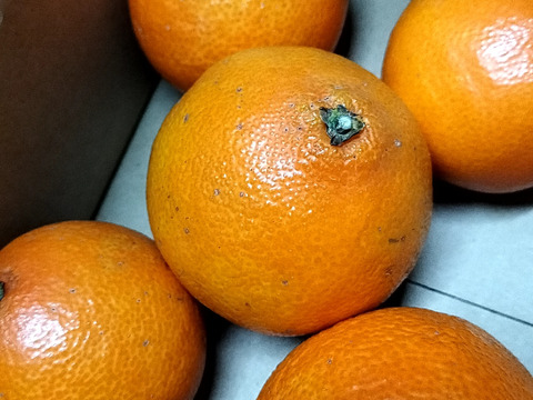 【ぷるん、とろり】完熟ハウス 福まどんな《ご家庭用 1kg》｜サイズ混合｜愛媛・西宇和産