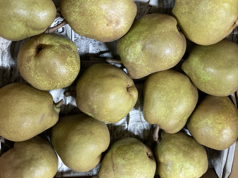 晩秋柿セット！柿約3キロ+お試しラフランス約3キロ