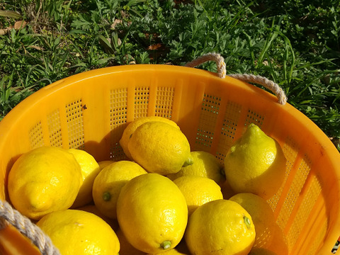 わけあり農薬不使用レモン5キロ