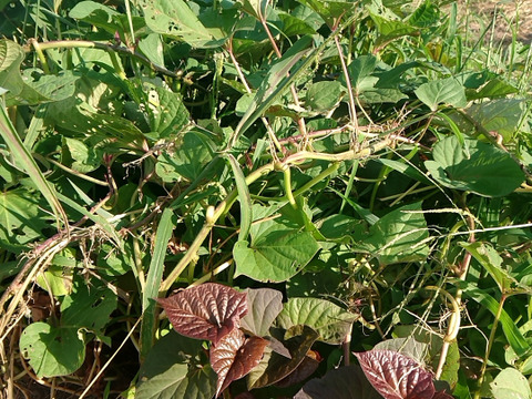 自然栽培★希少さつまいも食べ比べ2種！2キロ　固定種 在来種専門農家（ 淡路Awaji369farmからお届け2500円）農薬不使用　無肥料栽培　内容【安納いも 黄金いも】
