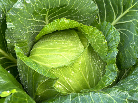 あまみが「ギュッ」と。「秋キャベツ」５玉