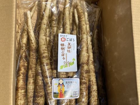 掘りたて新ごぼう　またの名を天御柱根別ごぼう　1kg