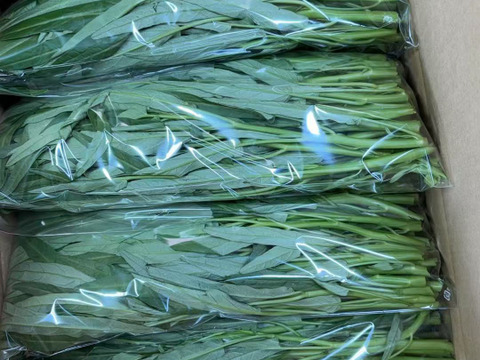 【水耕栽培】夏限定！シャキシャキ空心菜（エンサイ）500g (250g*2)