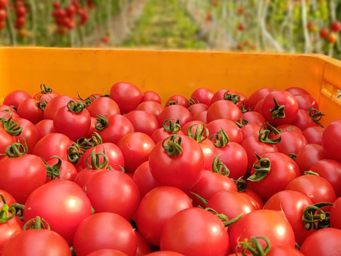 【毎日のサラダやお弁当に】甘すぎず、後味すっきり。果汁あふれる万能中玉トマト「フルティカ」１.７㎏箱