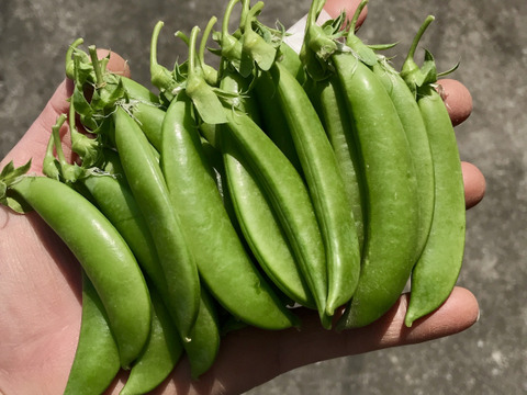 7日間限定！お買得価格☆自然栽培スナップエンドウ1kg：徳島県