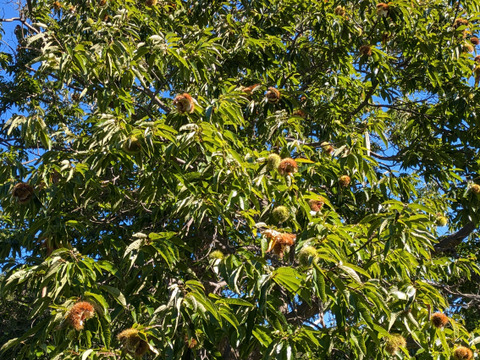 【農薬不使用】北海道仁木町産生栗L〜3Lサイズ　2kg