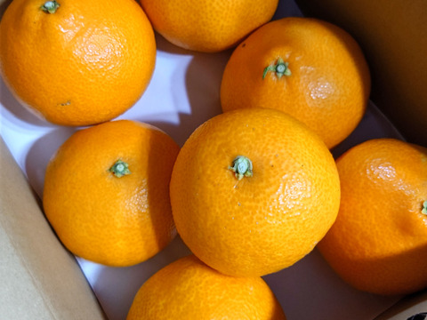 《豊作割引》【家庭用】まどんな 2kg みんなトリコになる“”プルプル“”新食感♡高級柑橘♫愛媛みかん！【冬ギフト】