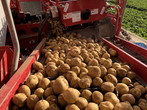 じゃがいもとうや約5kg(1箱)+メークイン玉ねぎ南瓜約5kg(1箱) 合計10kgセット💕4種食べ比べ‼️🧅🥔🎃【冬至までの限定販売】